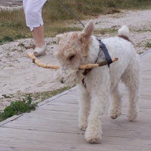 Adiestramiento de perros: Correa y collar