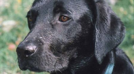 Adiestramiento de perros: Ideas y consejos