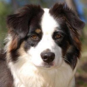 Adiestramiento del perro: La llamada