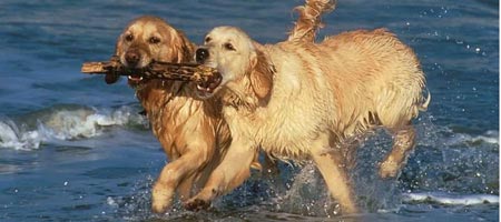 Adiestramiento de perros: Recogida y suelta