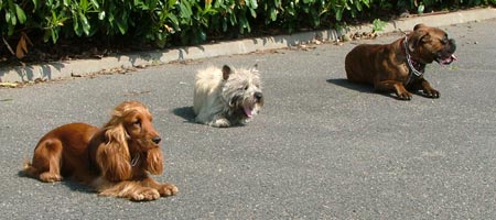 Fases del adiestramiento canino